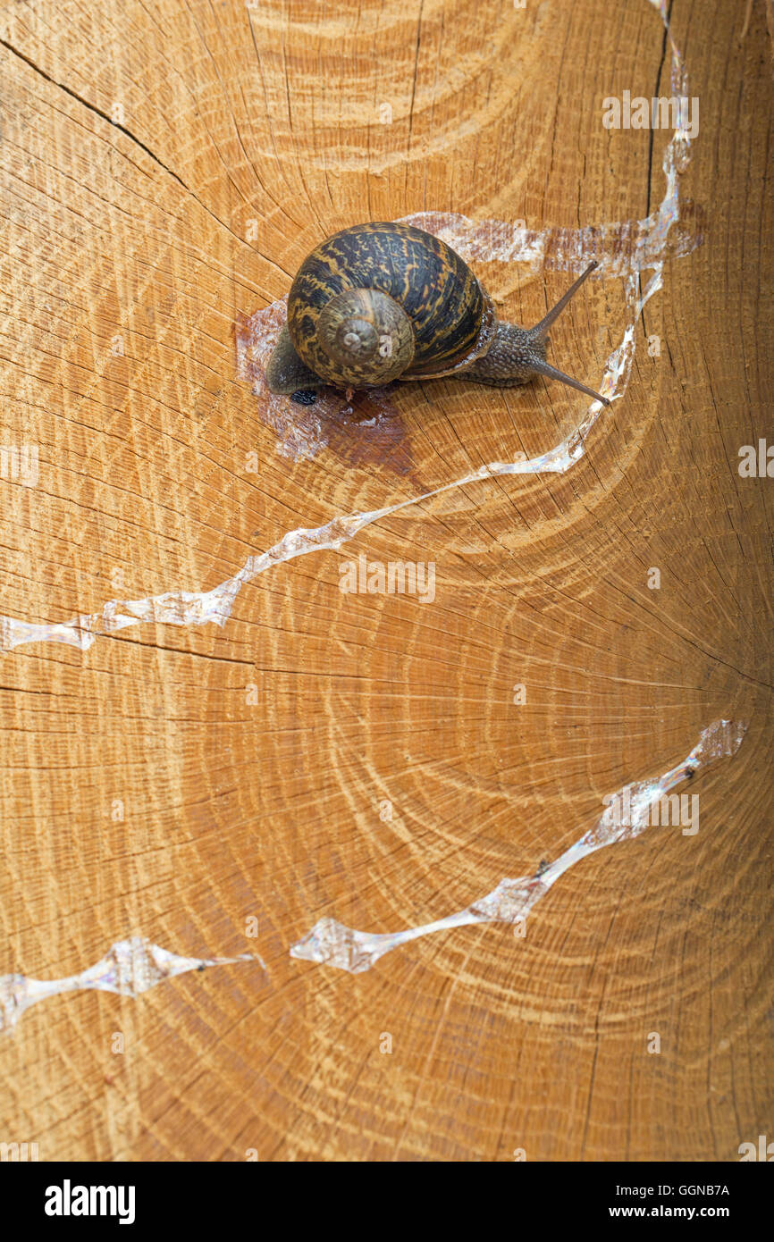 Garden Snail (Helix aspersa), slime trail on a chainsaw cut, rough surfaced, tree log. Stock Photo