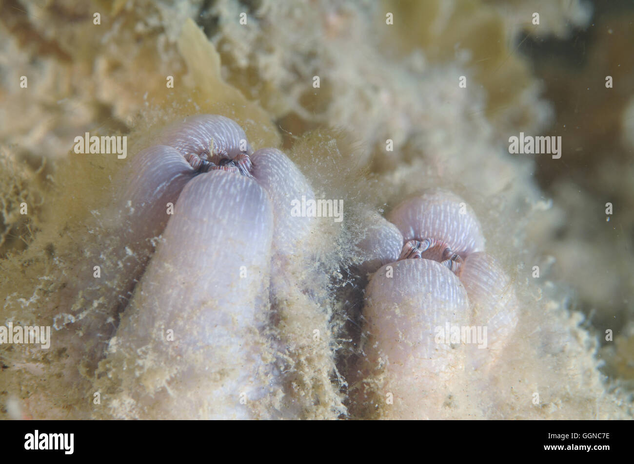 Tunicate covered with algae Stock Photo