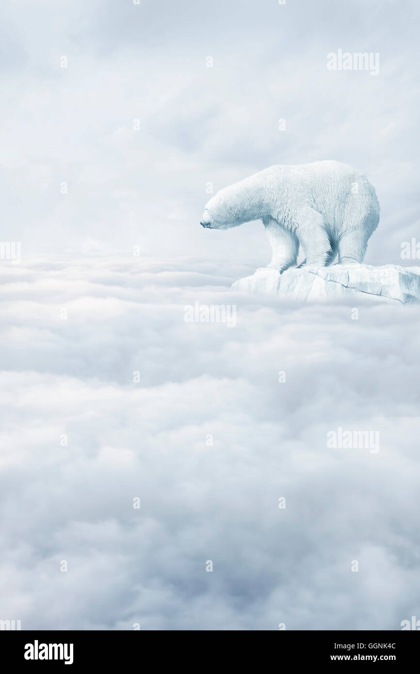Polar bear floating on ice floe in clouds Stock Photo