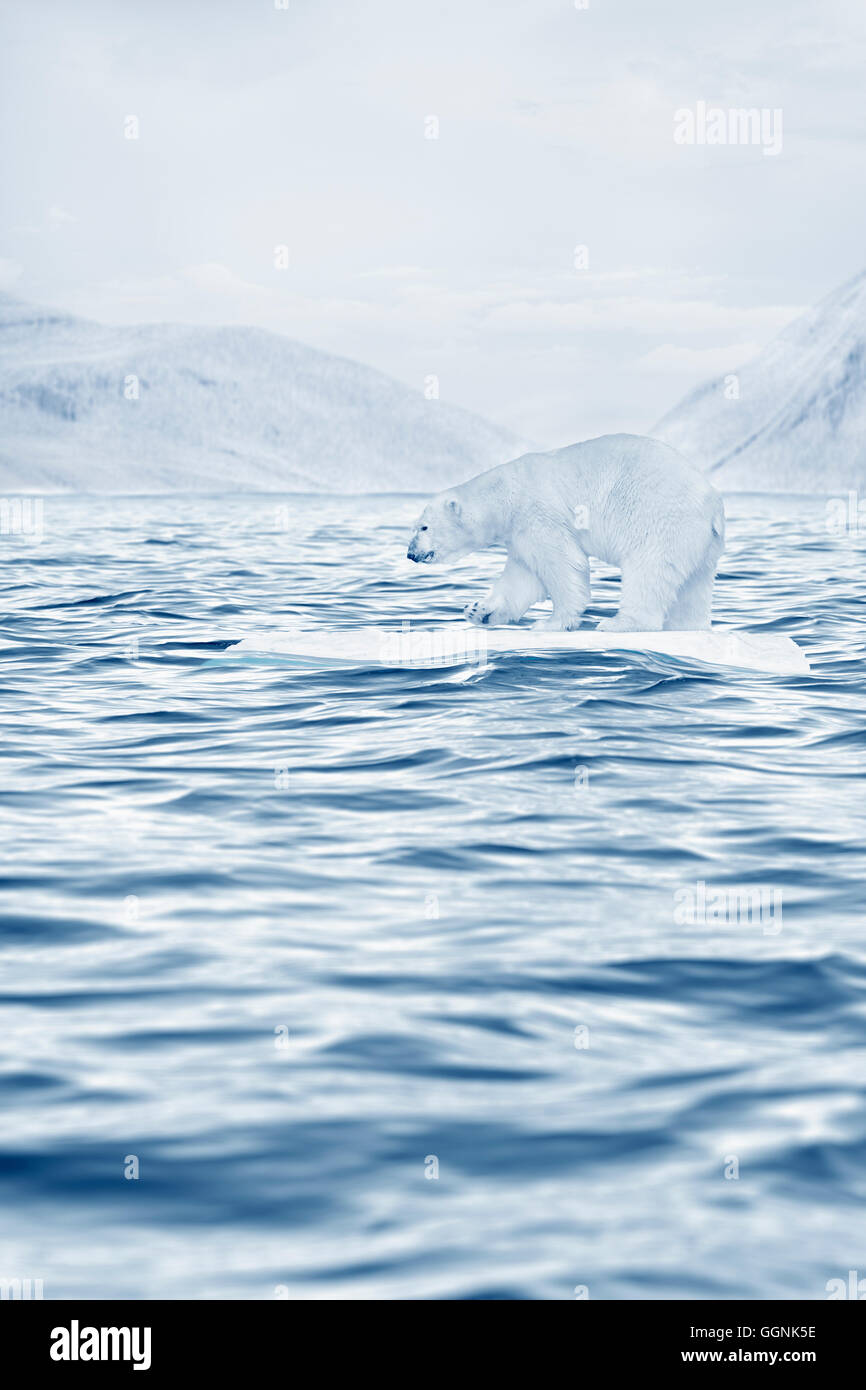 Polar bear floating on ice floe in ocean Stock Photo
