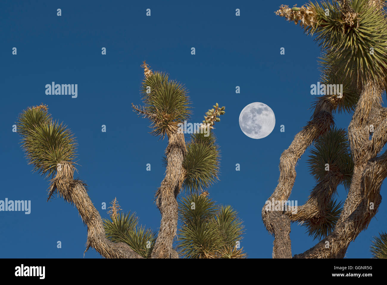 Full moon in blue sky above Joshua tree, Mojave Desert, California, United States, Stock Photo