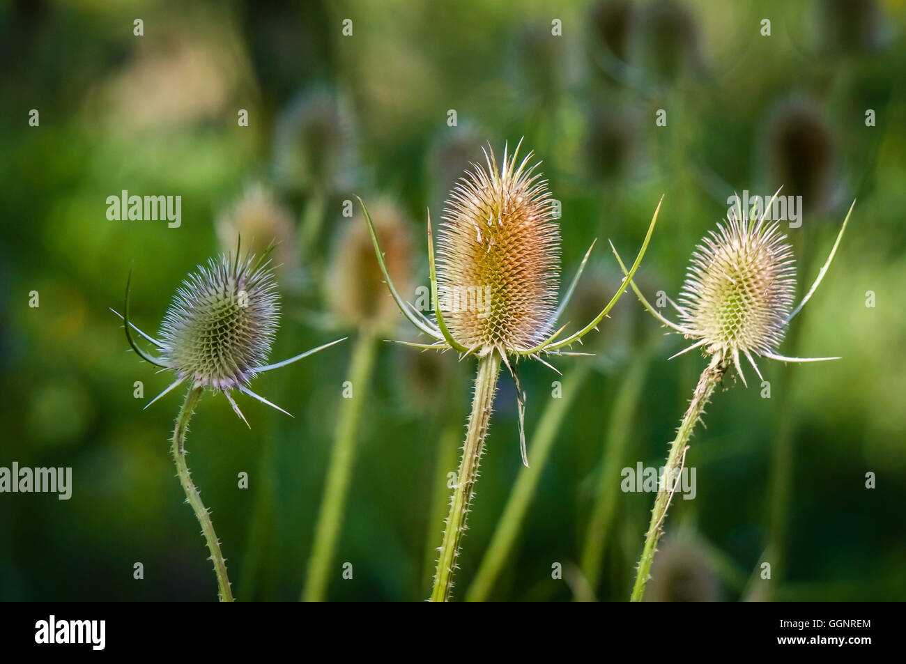 Teasels  Photo by: Michael Seip Photography Stock Photo