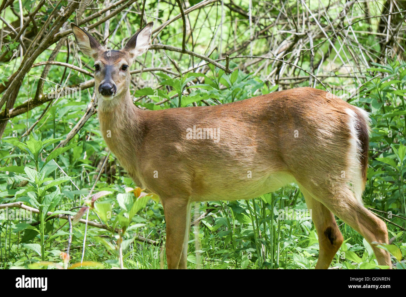 Whitetail Doe in the woods of Pennsylvania  Photo by: Michael Seip Photography Stock Photo