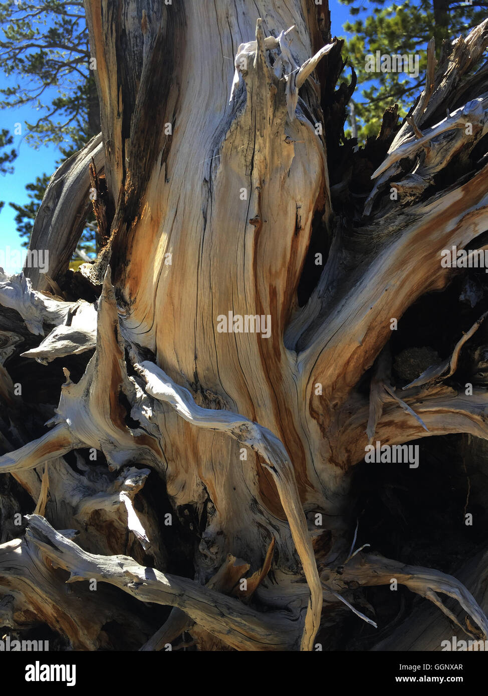 Pine tree roots at Silver Lake in the high Sierra along Highway 88 - CALIFORNIA Stock Photo
