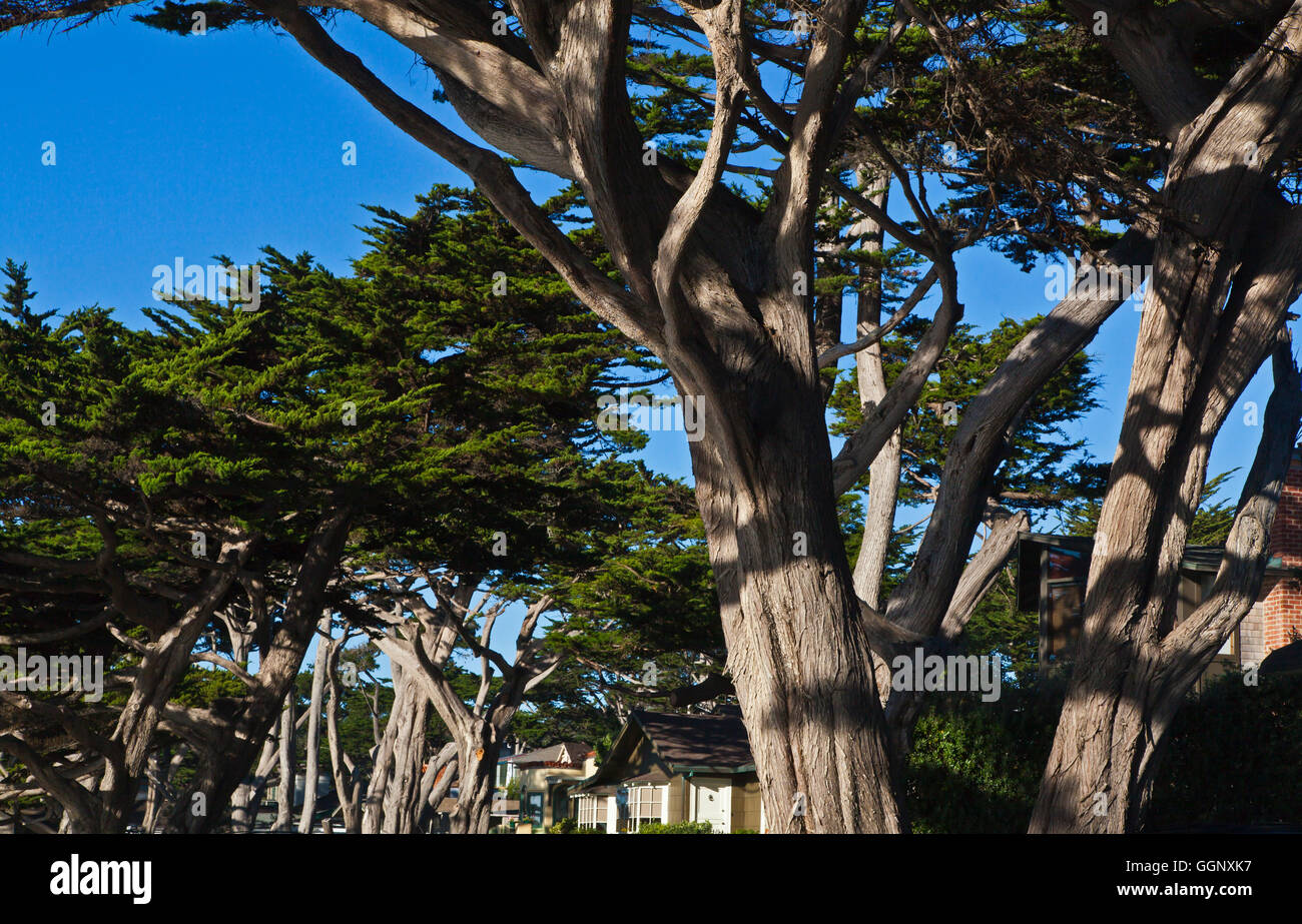 MONTEREY CYPRESS TREES along Scenic Drive in Carmel - CALIFORNIA Stock Photo