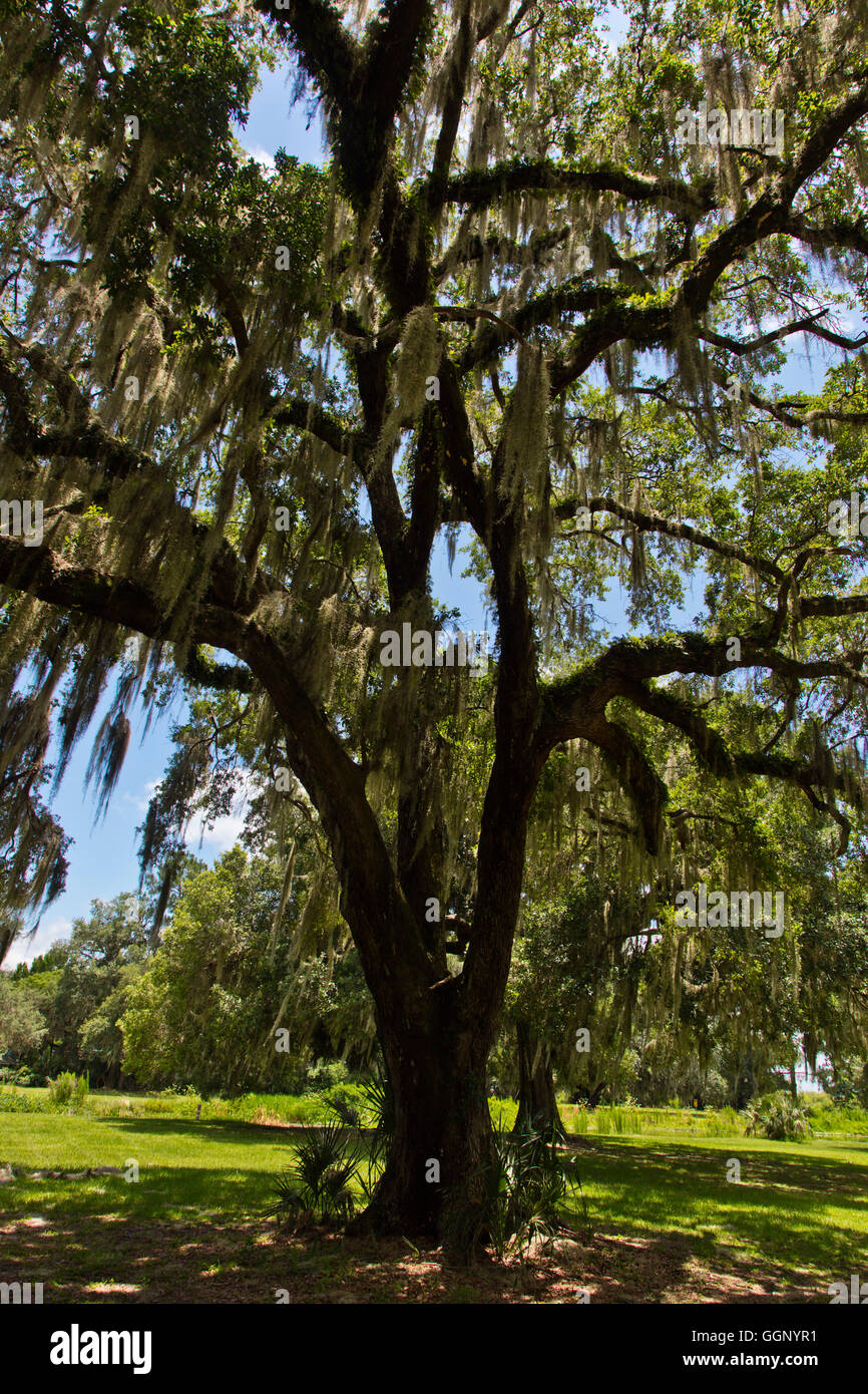A tree covered in Spanish Moss - NORTHERN FLORIDA Stock Photo