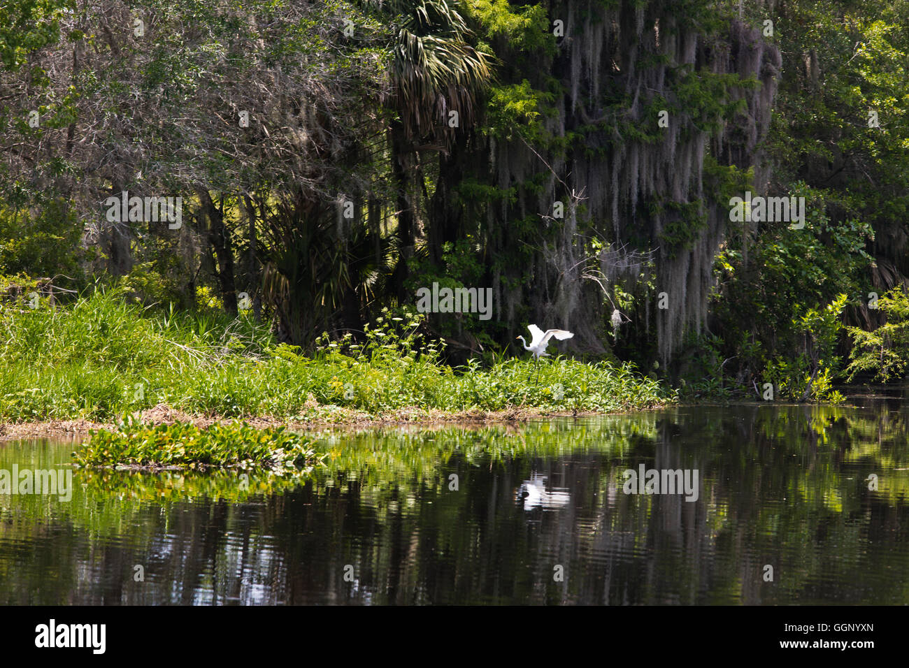 A Great Egrit lands in a swamp land ecosystem - NORTHERN FLORIDA Stock Photo