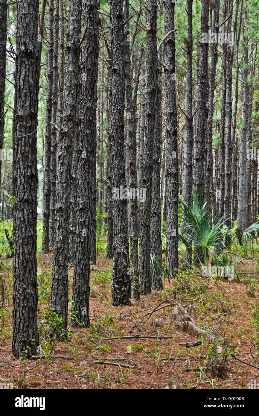 LOBLOLLY PINES are grown commercially for pulp - NORTHERN, FLORIDA Stock Photo