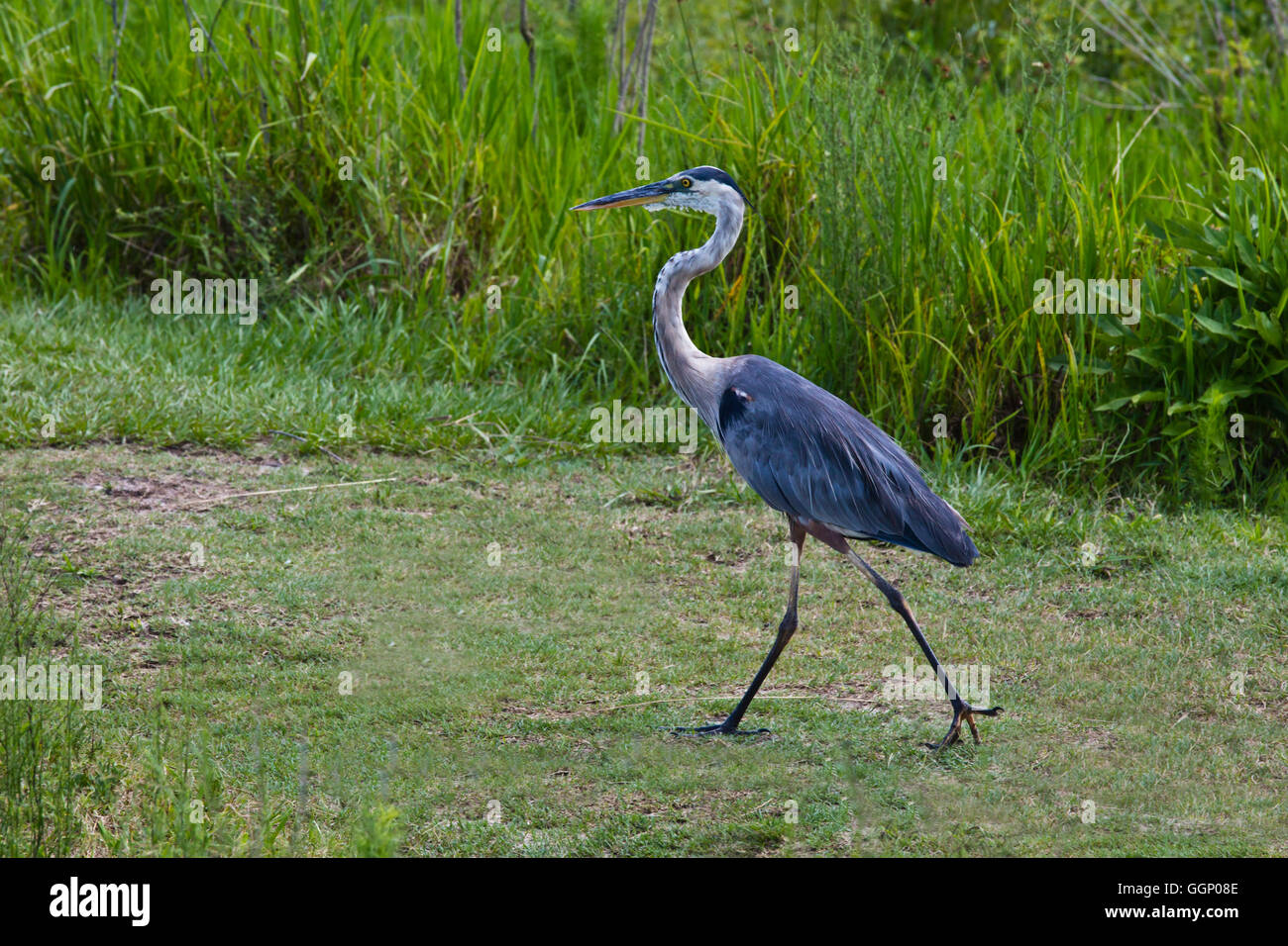 GREAT BLUE HERONS are common along the La Chua Trail at PAYNES PRAIRIE  PRESERVE STATE PARK - GAINESVILLE, FLORIDA Stock Photo