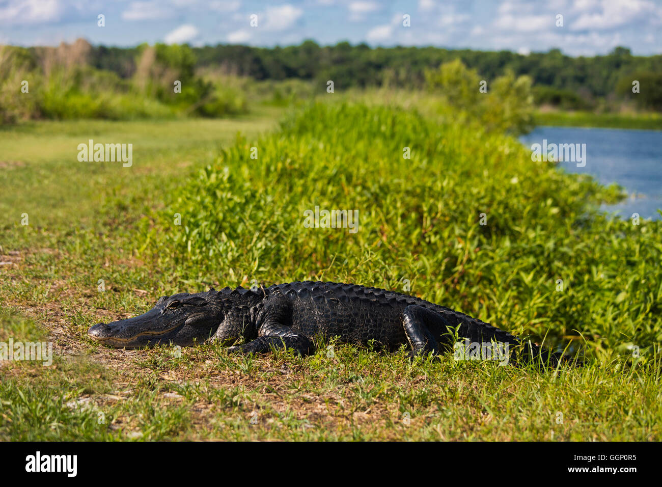 Alligators are common along the La Chua Trail at PAYNES PRAIRIE PRESERVE STATE PARK