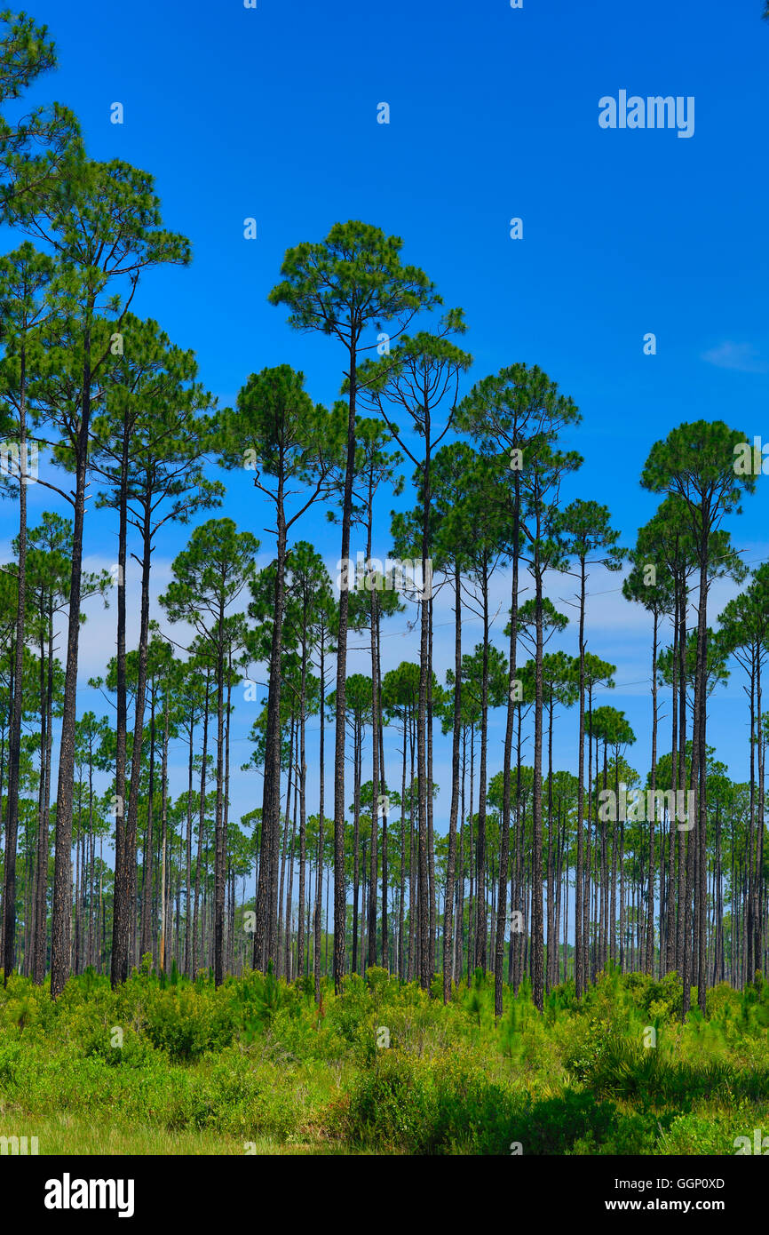 LOBLOLLY PINES are grown as a commerical crop NORTHERN, FLORIDA Stock