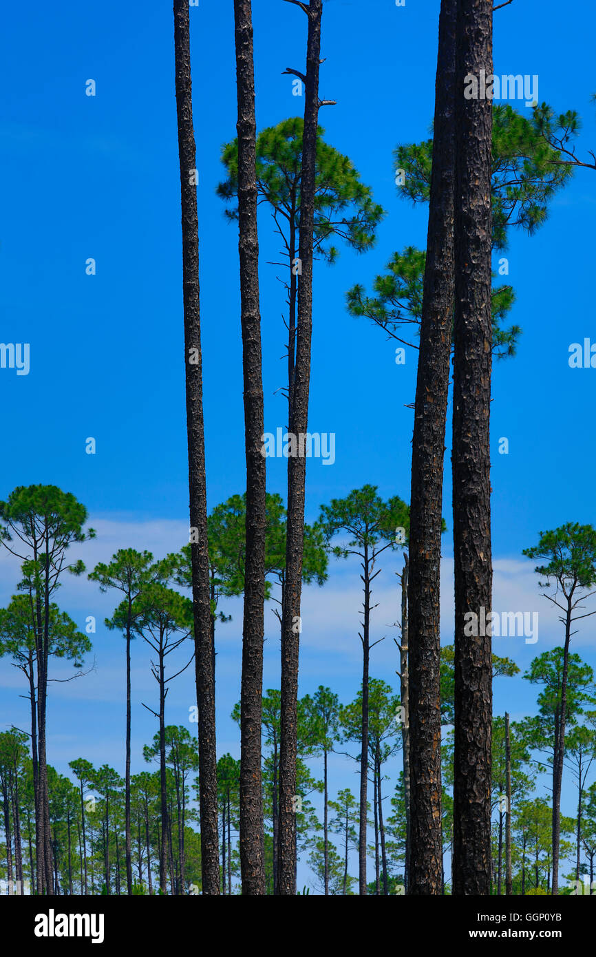 LOBLOLLY PINES are grown as a commerical crop - NORTHERN, FLORIDA Stock Photo