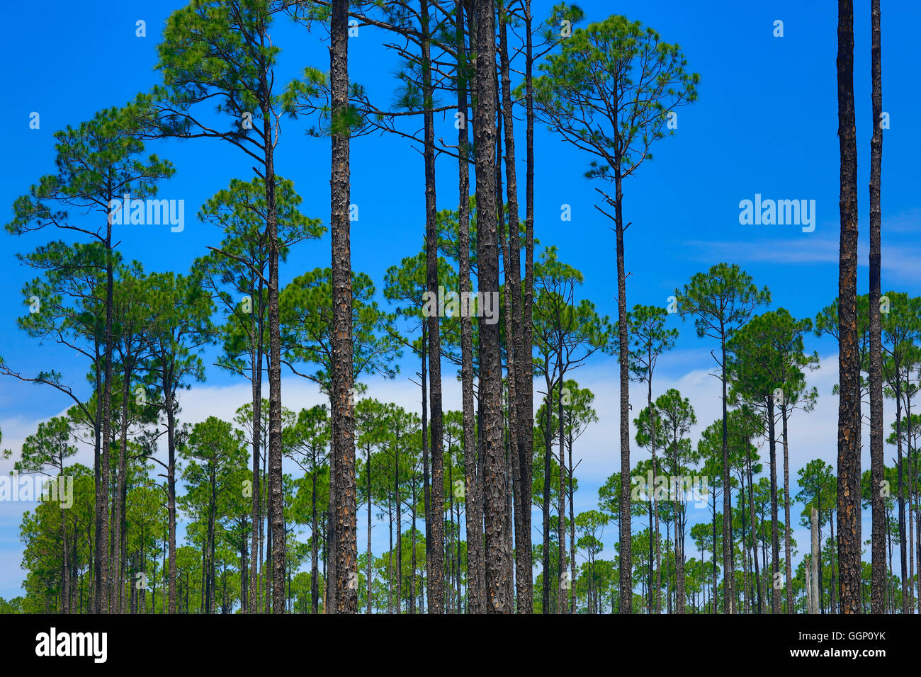 LOBLOLLY PINES are grown as a commercial crop - NORTHERN, FLORIDA Stock Photo