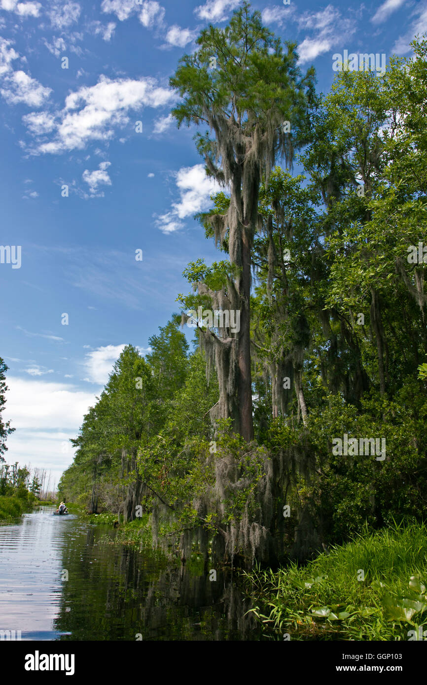 The OKEFENOKEE SWAMP National Wildlife Refuge can be explored by boat on the SUWANNEE RIVER and its offshoots - FLORIDA Stock Photo