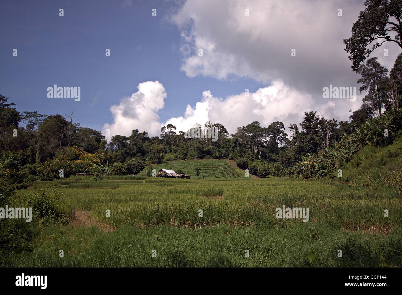 green terraced rice field at Chiangmai Thailand Stock Photo