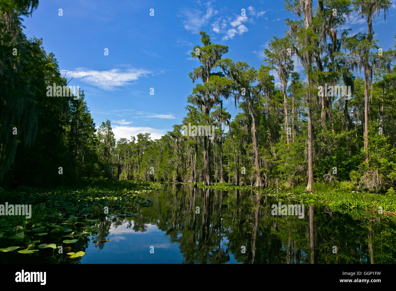 The OKEFENOKEE SWAMP National Wildlife Refuge can be explored by boat