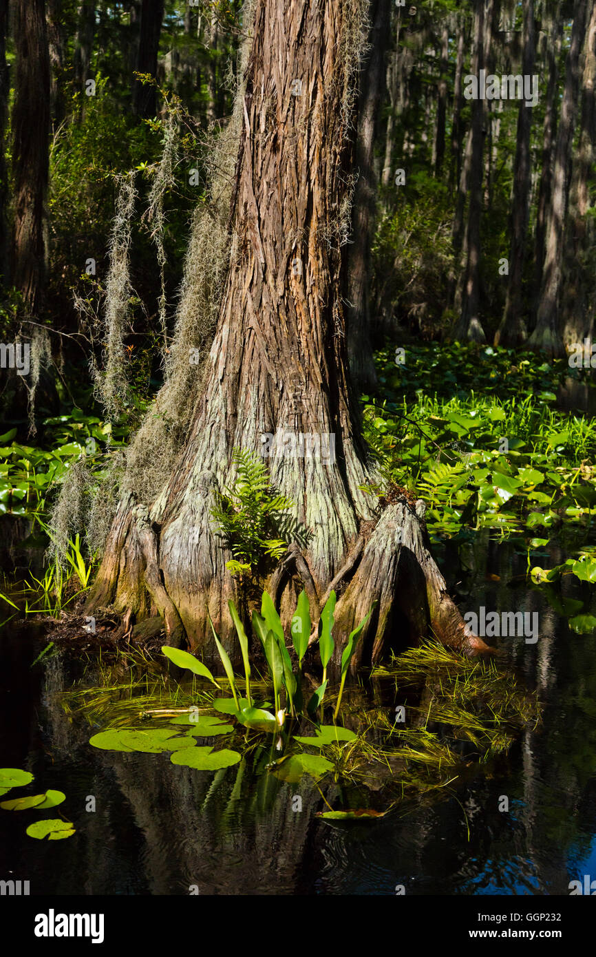 BALD CYPRESS trees in the OKEFENOKEE SWAMP National Wildlife Refuge along the SUWANNEE RIVER - FLORIDA Stock Photo