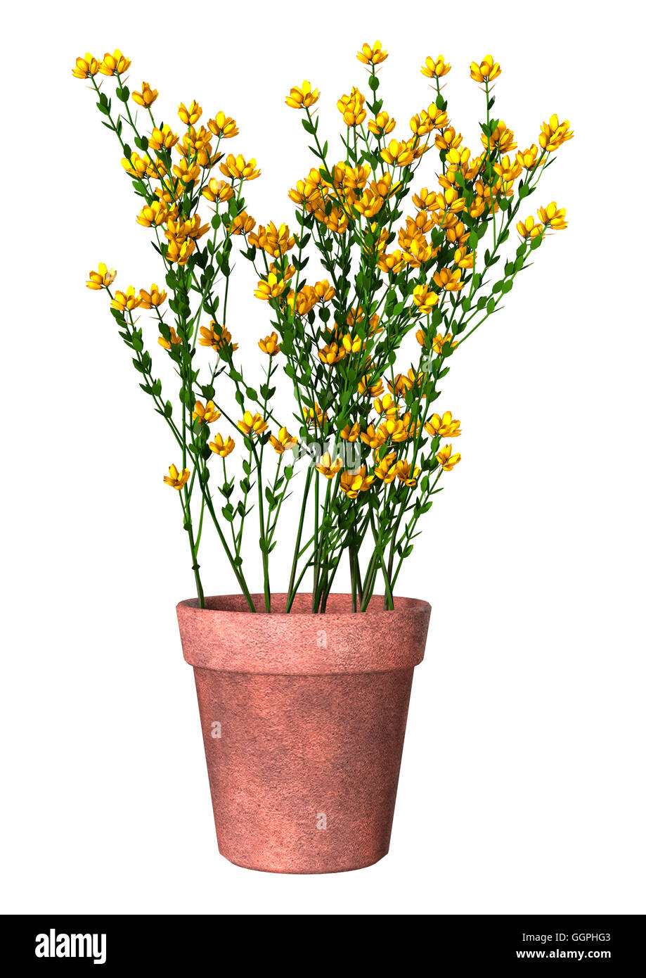 3D rendering of genista hispanica flowers isolated on white background Stock Photo