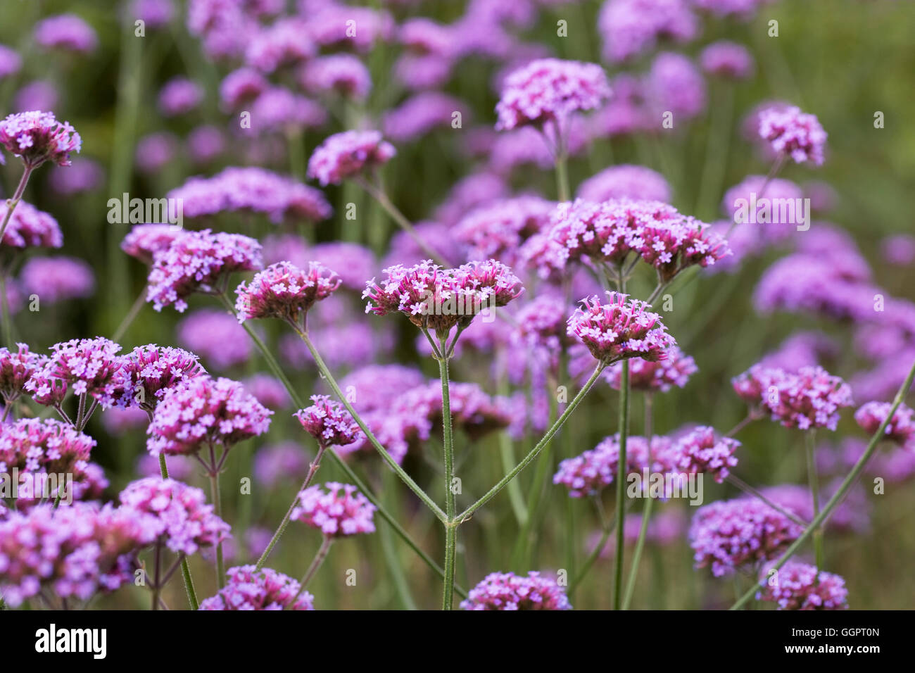 Verbena bonariensis. Argentinian vervain. Stock Photo