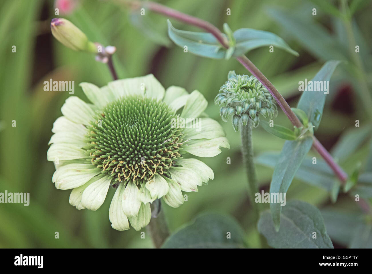 Echinacea Green Jewel medicinal plant herbal remedy for cold flu at Hampton Court Flower Show display in Surrey Stock Photo