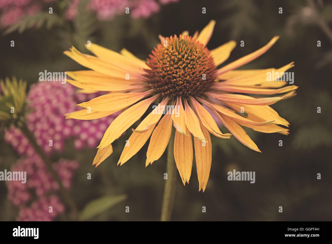 Echinacea Orange Beauty medicinal plant at Hampton Court Flower Show display in Surrey Stock Photo