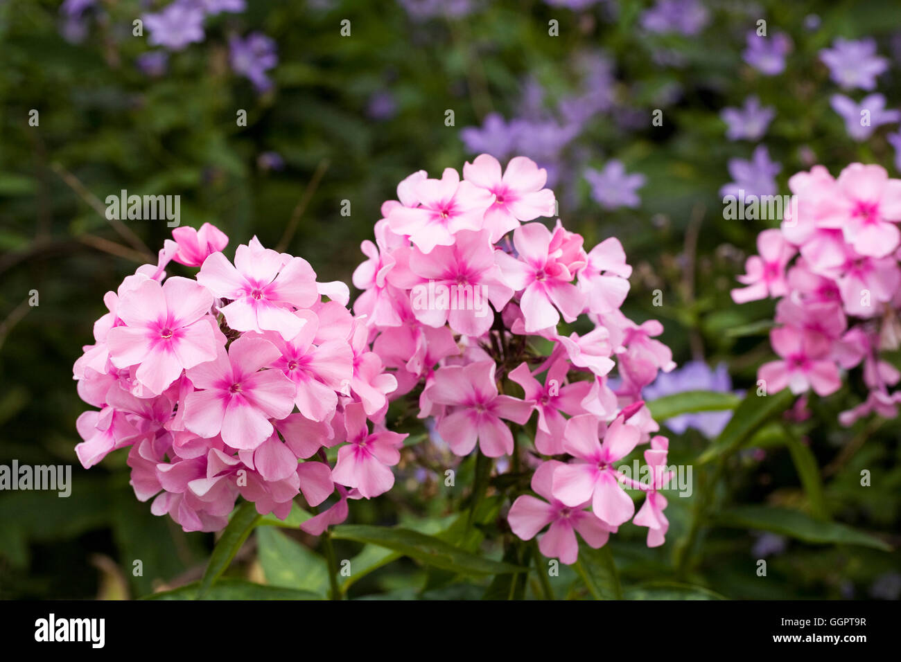 Phlox paniculata 'Glamis' flowers in an herbaceous border. Stock Photo