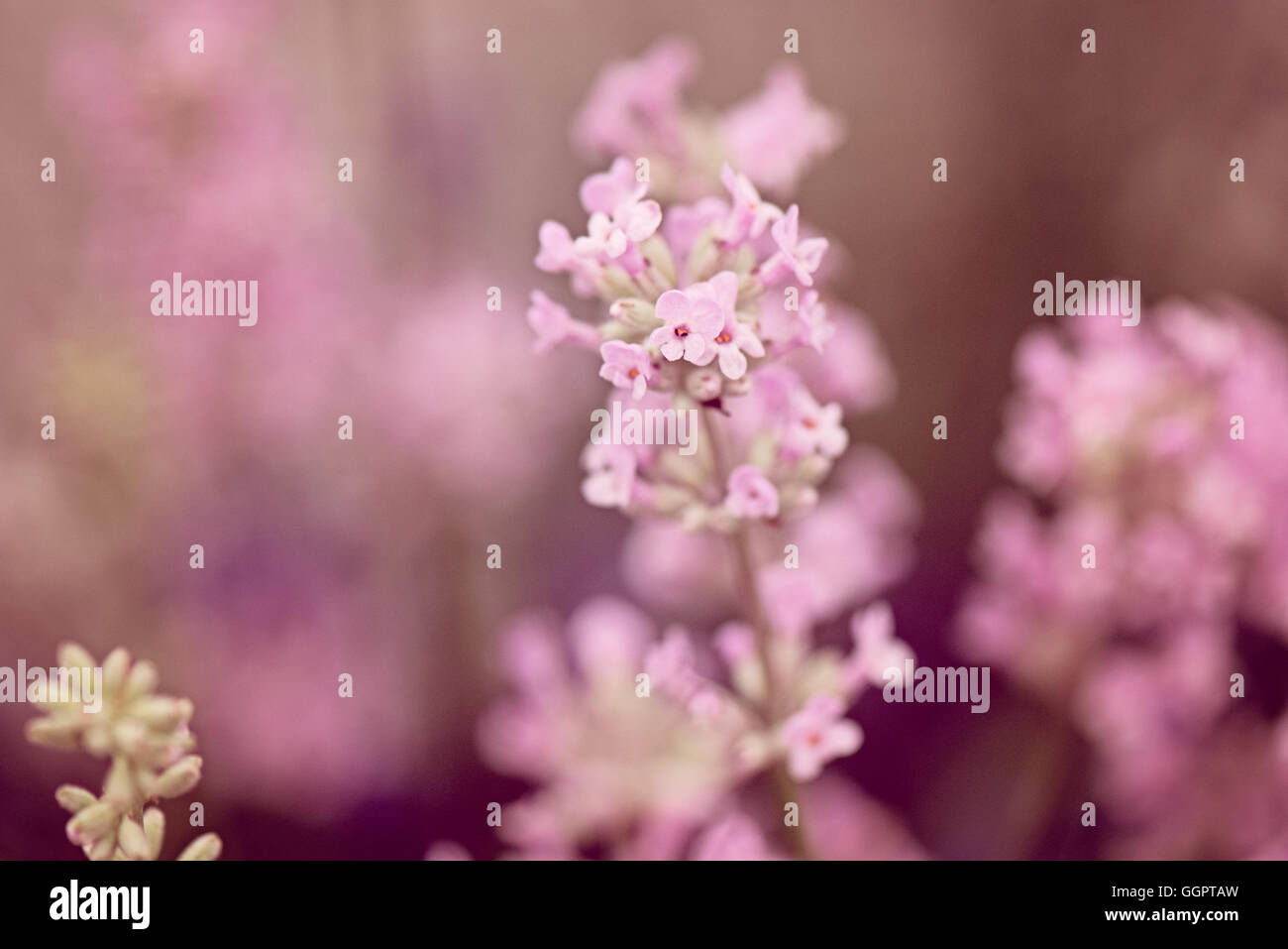 Pink Lavender Lavandula Angustifolia growing at Hampton Court Flower ...