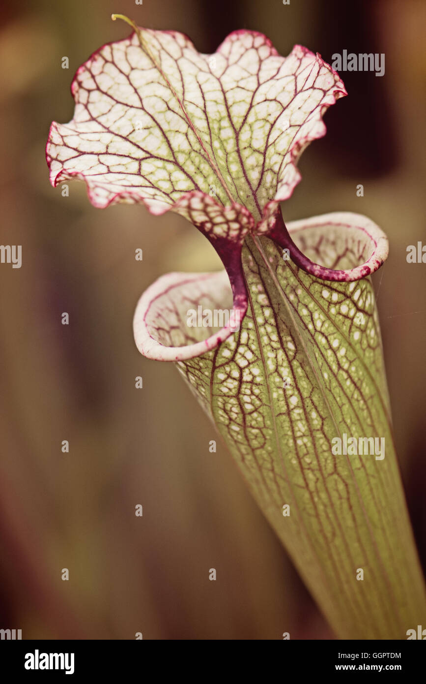 Sarracenia Leah Wilkerson carnivorous plant with white and green pitcher at Hampton Court Flower Show display in Surrey Stock Photo