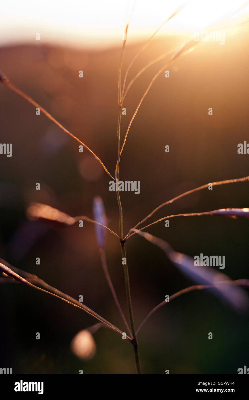 Stem of grass in closeup Stock Photo Alamy