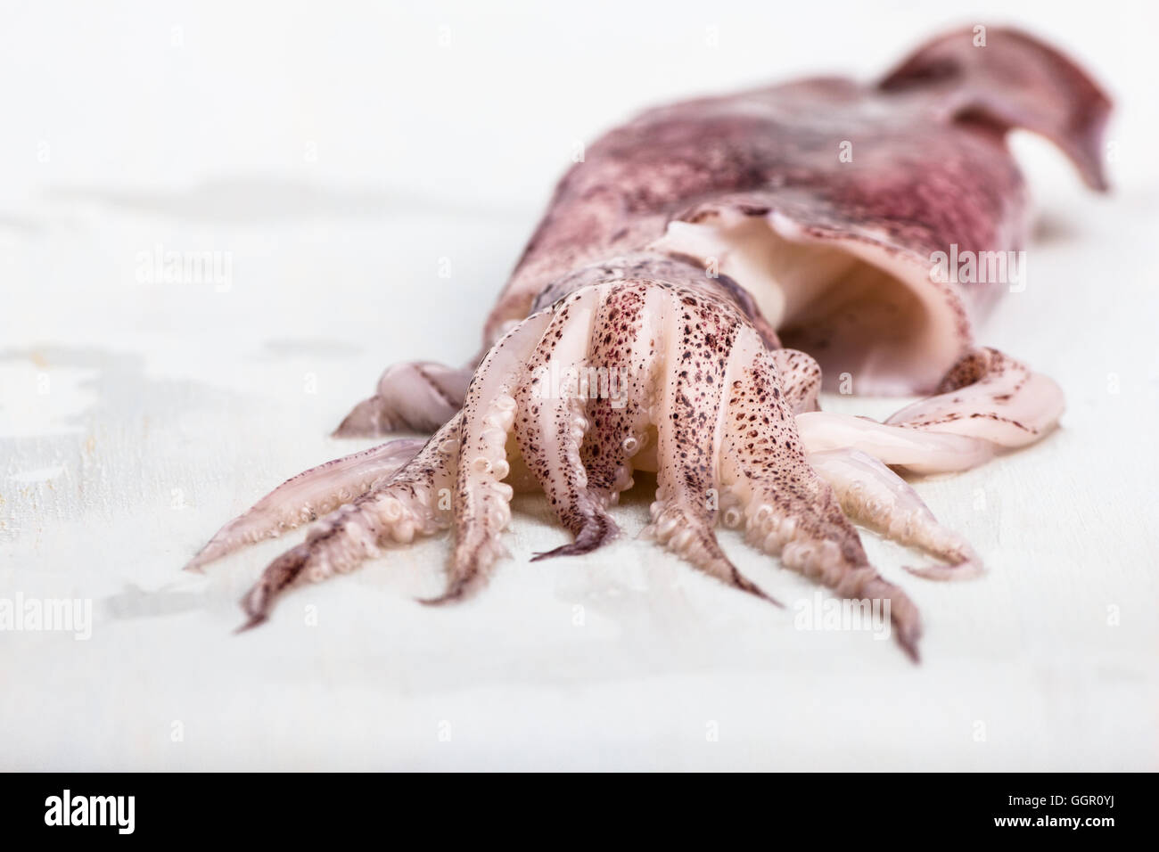 Fresh and clean squid isolated on white. Stock Photo