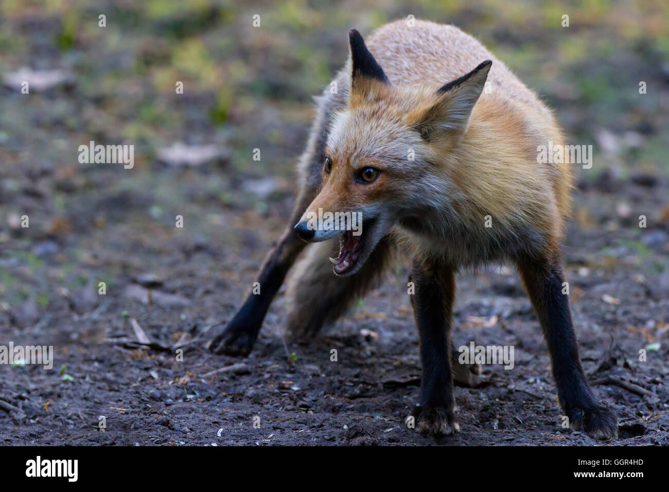 Devilboy the red Fox Turned Growl Stock Photo