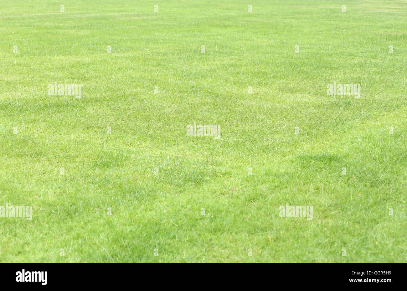 green lawn in the public garden for the nature background. Stock Photo