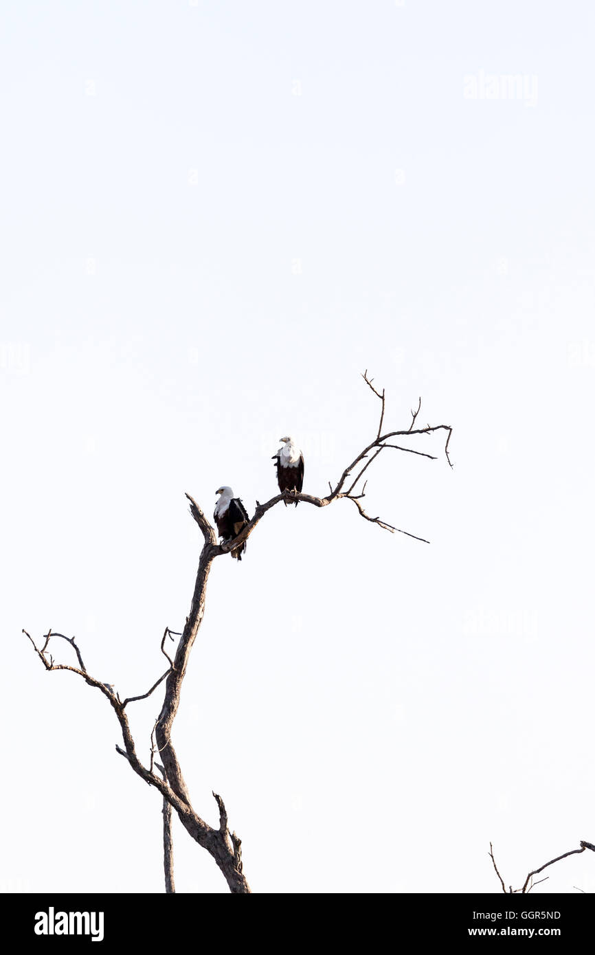 Two African Fish Eagles perched on tree branch, Exeter Private Game Reserve, Sabi Sands, South Africa Stock Photo