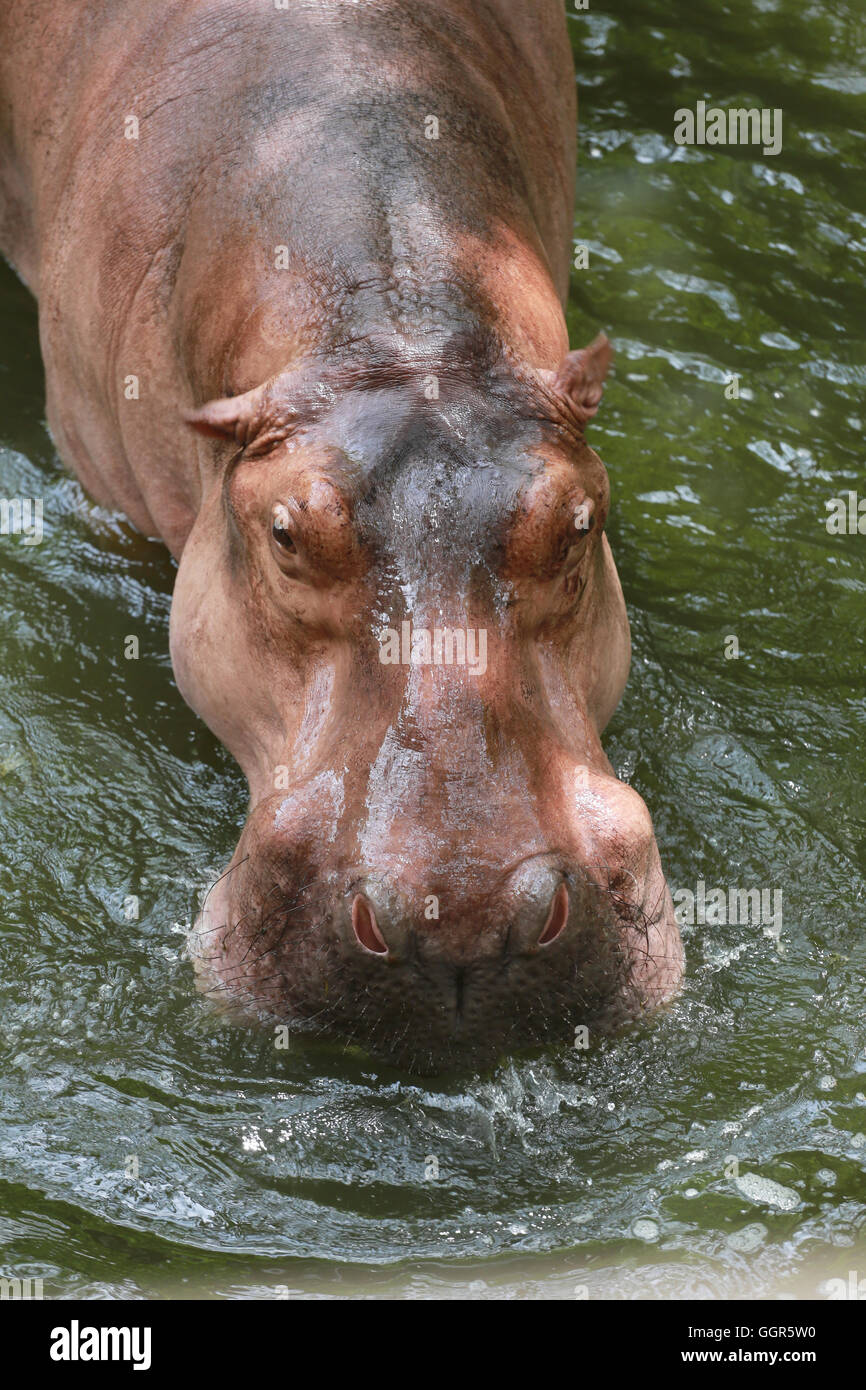 hippopotamus to soaking water the wildlife animal in Africa. Stock Photo