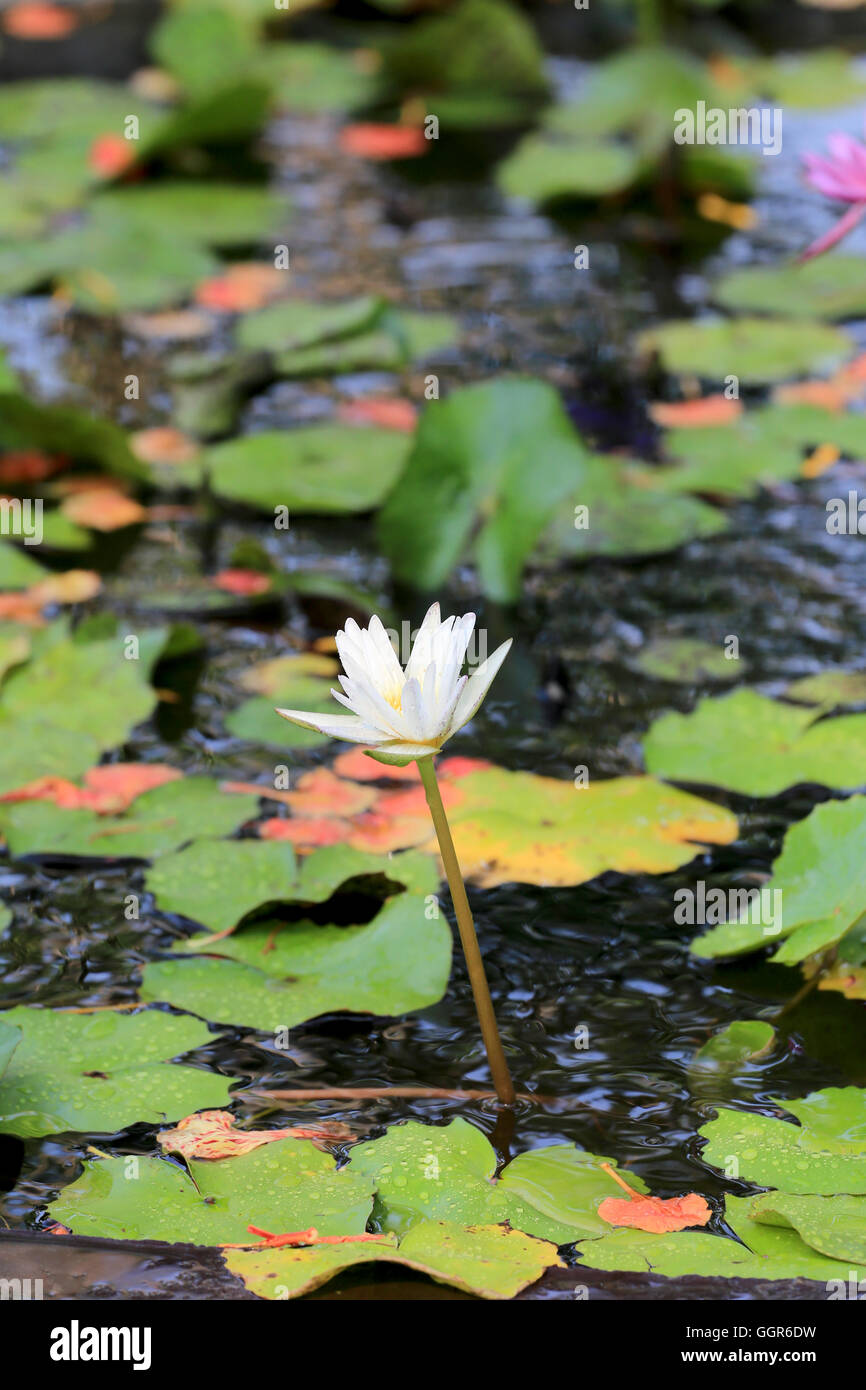 white lotus in a pond with bloom in the Morning and green leaves surrounding. Stock Photo
