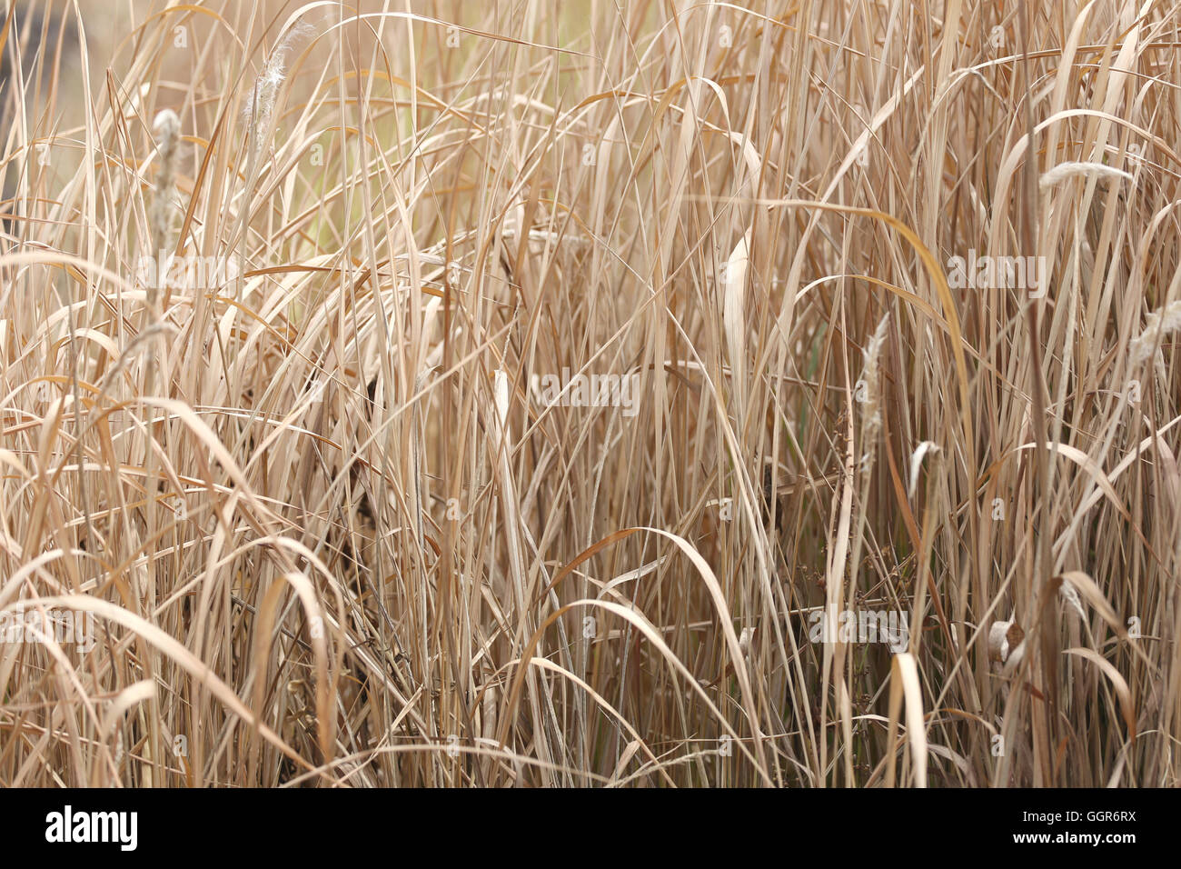 dry grass in agricultural areas for design outdoor nature. Stock Photo