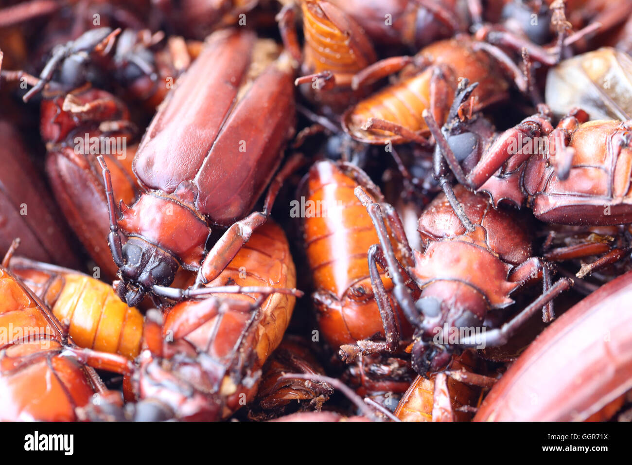 The scarab or Beetle and the name in scientifically to Stem-boring grub or Longhorned Beetles This insect tropics,In Thailand Po Stock Photo