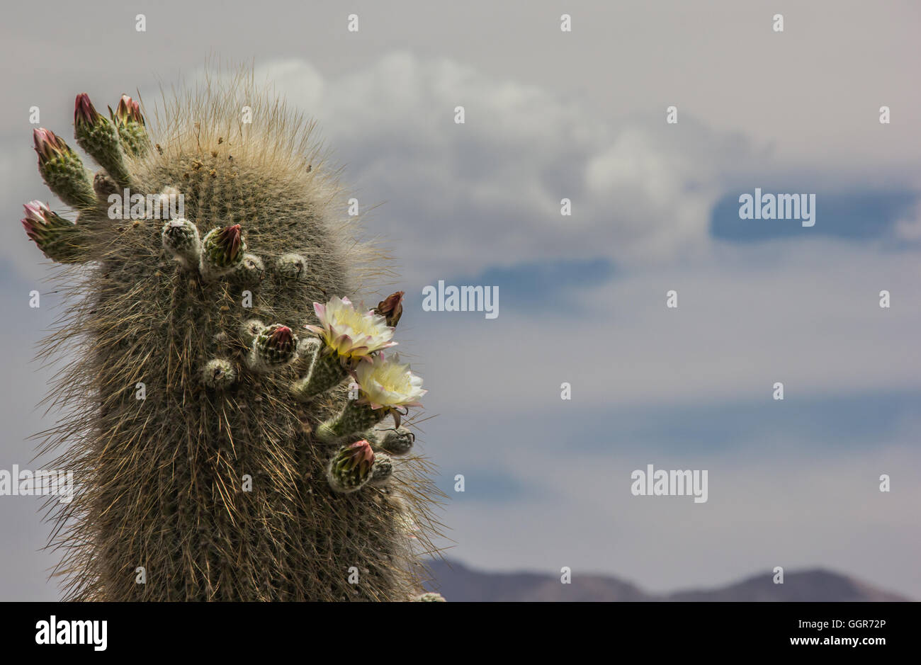 Blooming cactus in Los Cardones National Park, Argentina Stock Photo