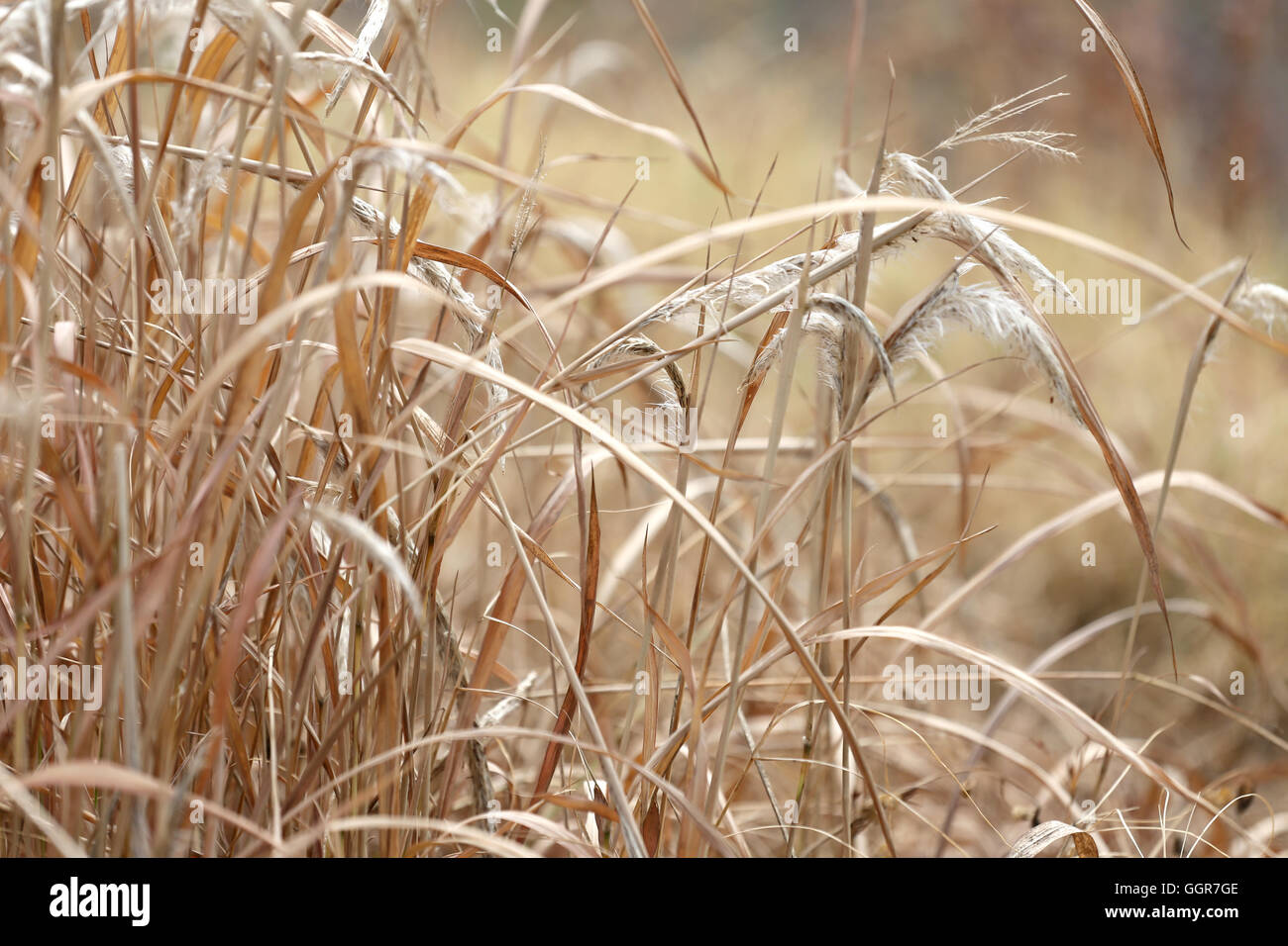 dry grass in agricultural areas for design outdoor nature. Stock Photo