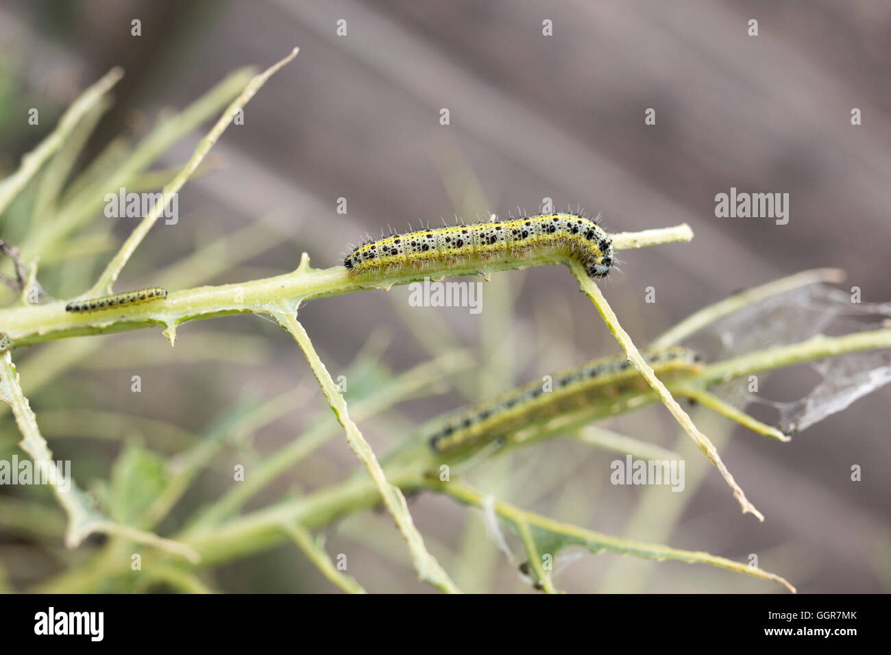 Cabbage White caterpillars on Broccoli Stock Photo Alamy