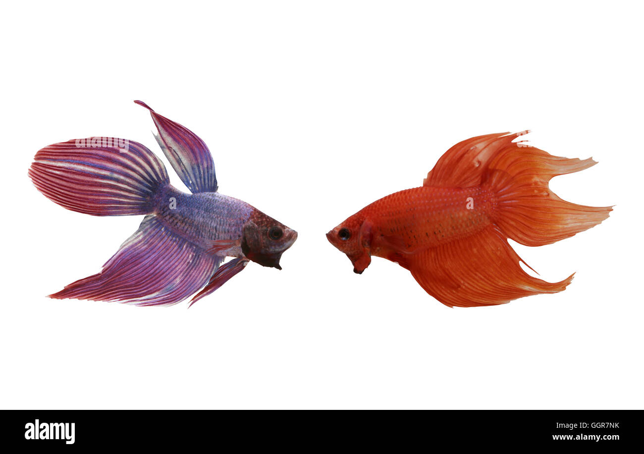 Red and purple Fighting Fish species Thailand isolated on white background. Stock Photo