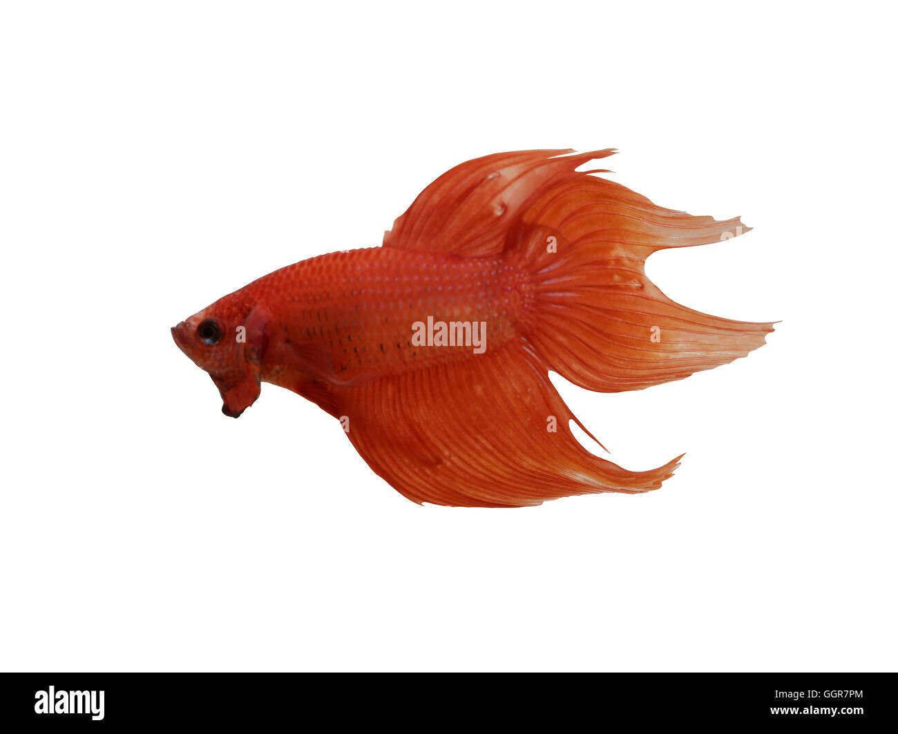 Red Fighting Fish species Thailand isolated on white background and have clipping paths. Stock Photo