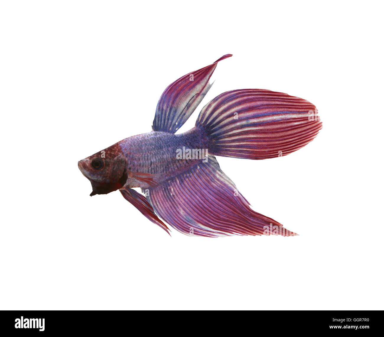 Purple Fighting Fish species Thailand isolated on white background and have clipping paths. Stock Photo