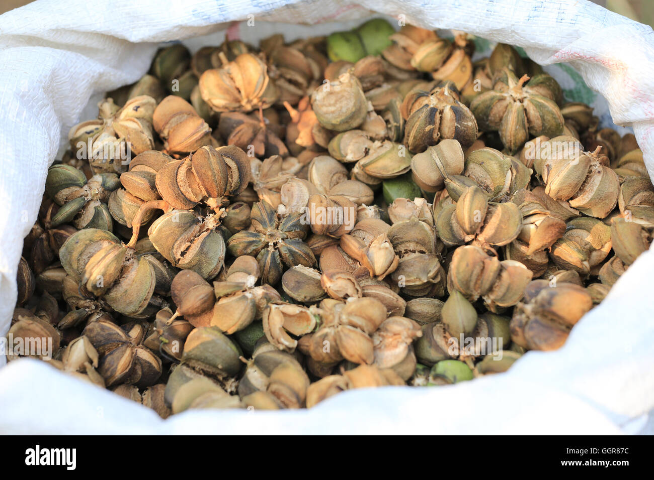 Ripe fruit of Legumes Sacha inchi or Inca peanut tree,Tropical herbs that are popular in Thailand for privatization to herbs and Stock Photo