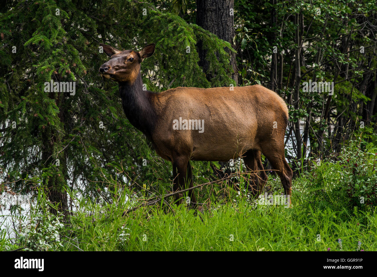 Female elk or Cervus canadensis, Jasper National Park, Alberta, Canada Stock Photo