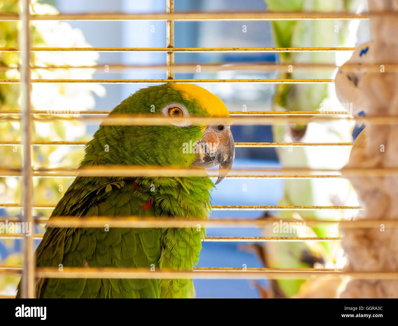 Green parrot in a cage captivity Stock Photo Alamy