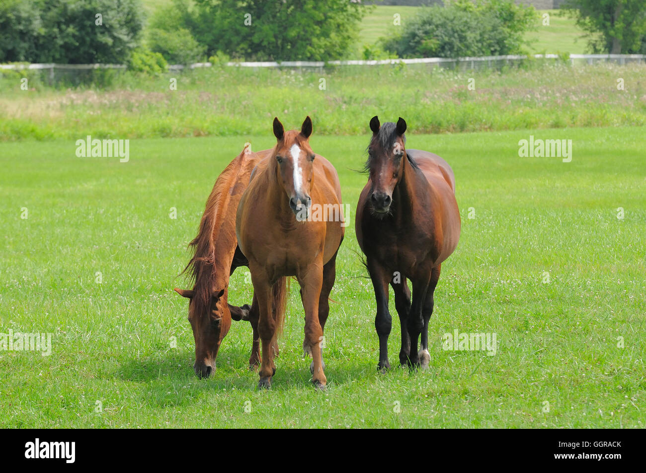 Three thoroughbred horses grazing in summer pasture Stock Photo