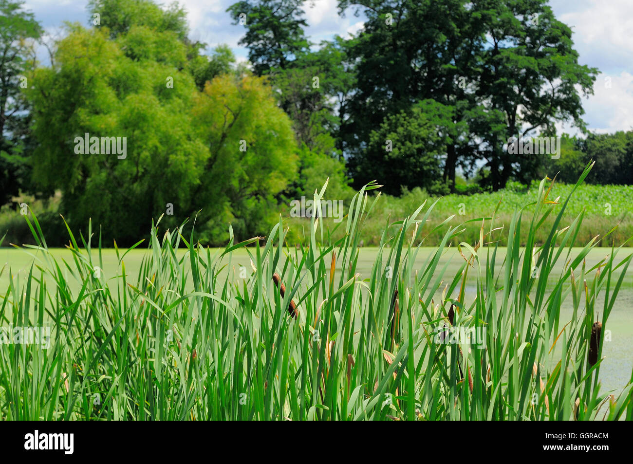 Reeds and algae hi-res stock photography and images - Alamy