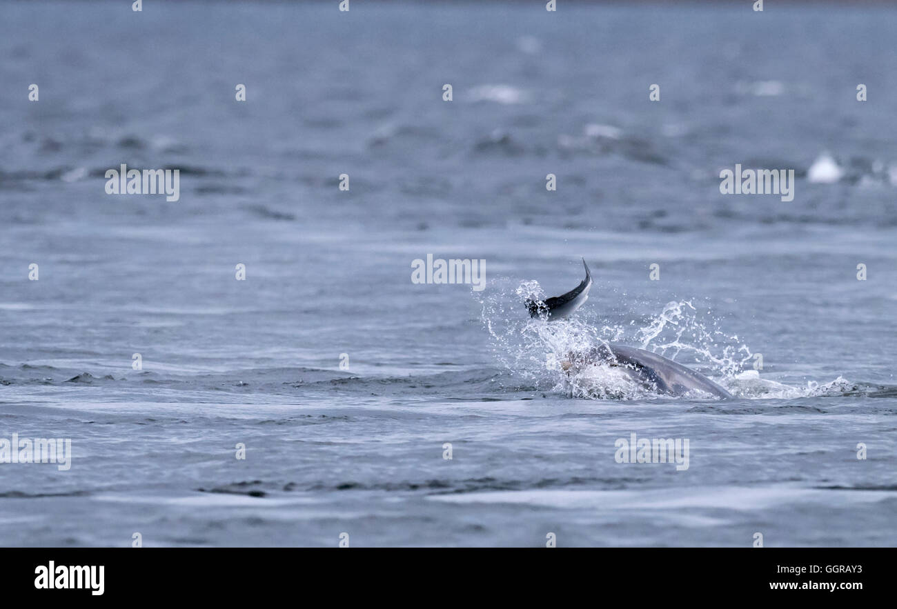Bottlenose Dolphin (Tursiops truncatus) chasing salmon at Chanonry Point, Moray Firth, Scotland Stock Photo