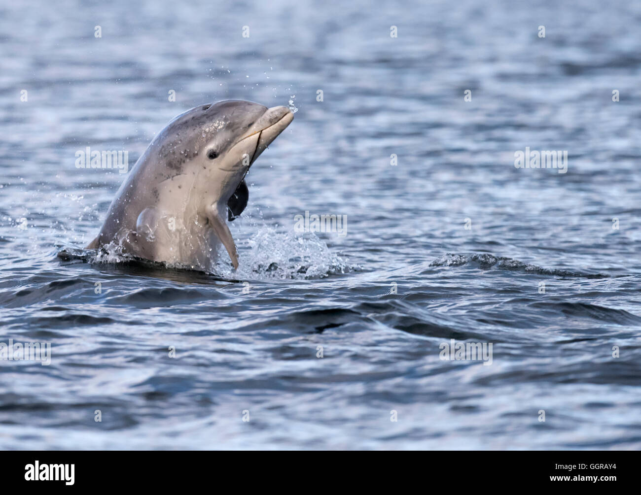 Young Bottlenose Dolphin (Tursiops truncatus) spy hopping at Chanonry Point, Moray Firth, Scotland Stock Photo
